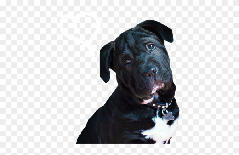 Vuestro Perro A Través De Nuestra Caja Les Llegue A - Staffordshire Bull Terrier Clipart #4245812