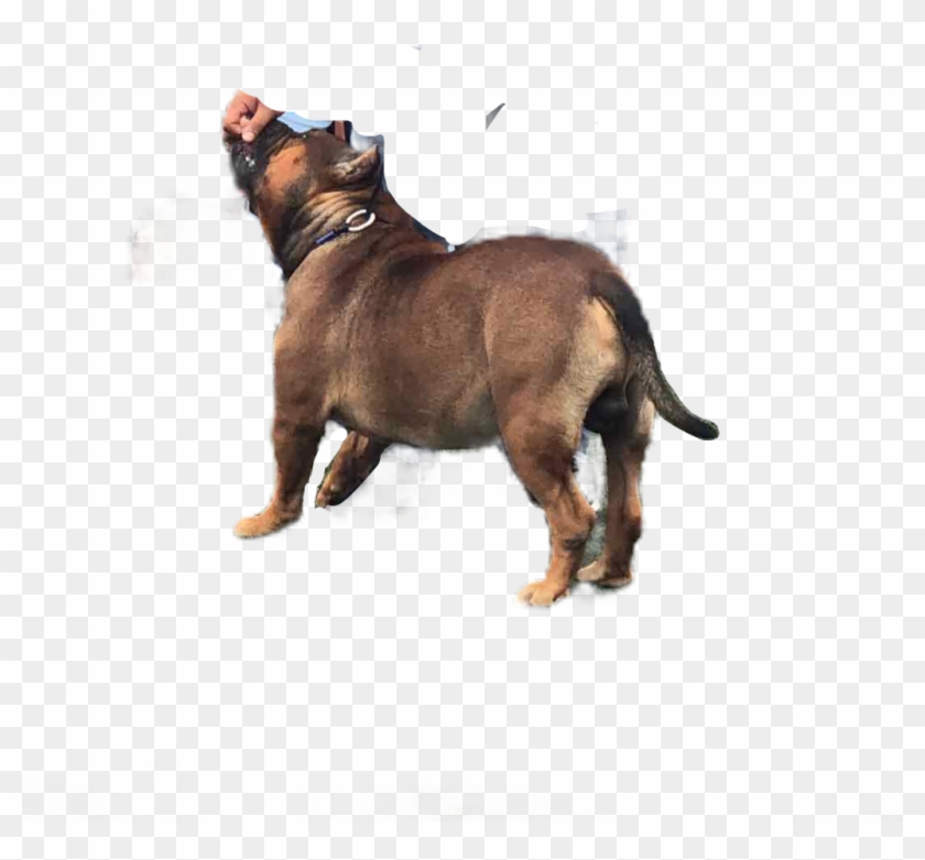 Pitbull American Bully Perro Bully Dog - Alpine Dachsbracke Clipart