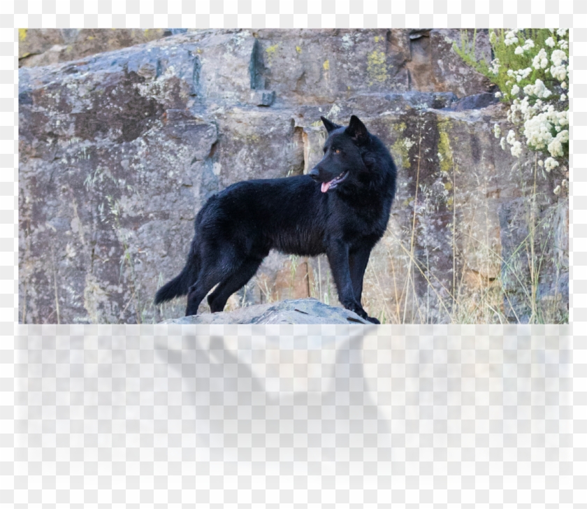Ofreciéndolo Al Mundo De Los Amantes De Los Perros - Schipperke Clipart #4245922