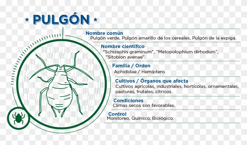 “áfidos” O Pulgones Los Temibles Enemigos Del Trigo - Ciclo De Vida Del Pulgon Verde Clipart