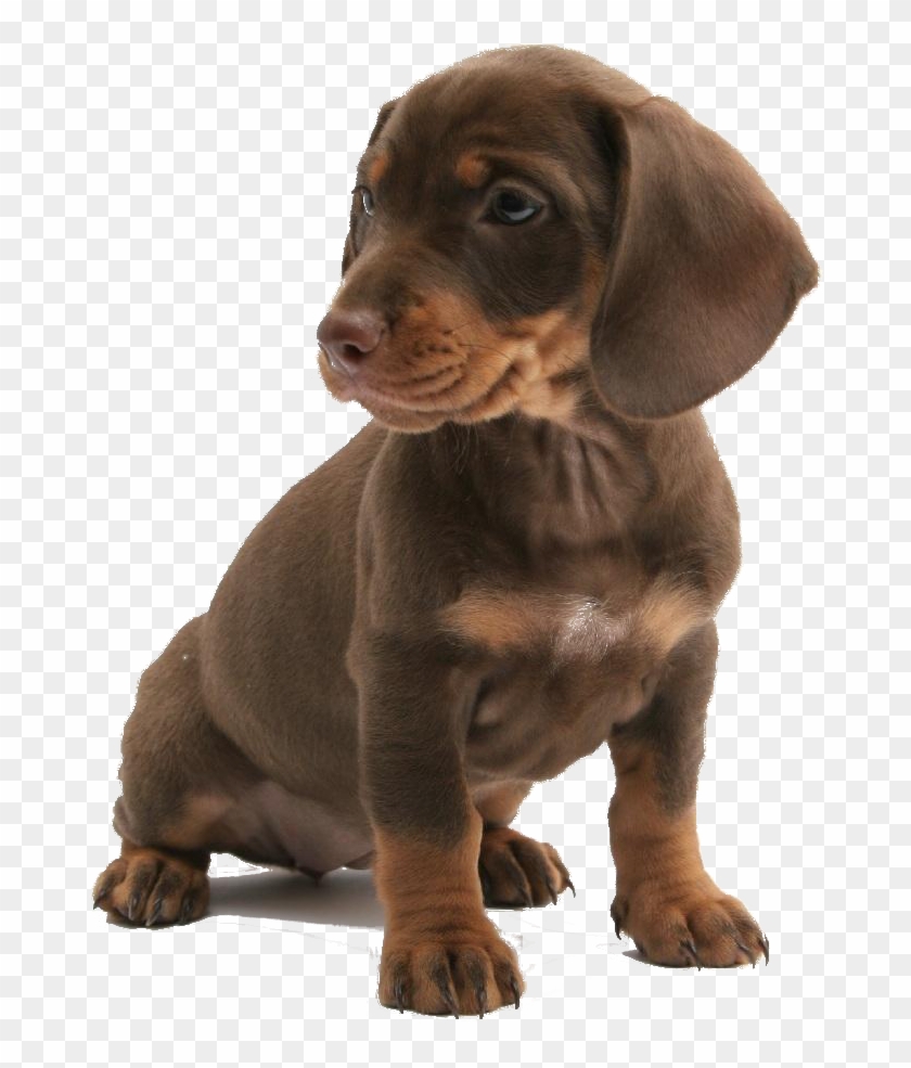 Dogs Are The Universal Unconditional Lover - Pet Sitter Dog Sitter Resume Clipart #4246562