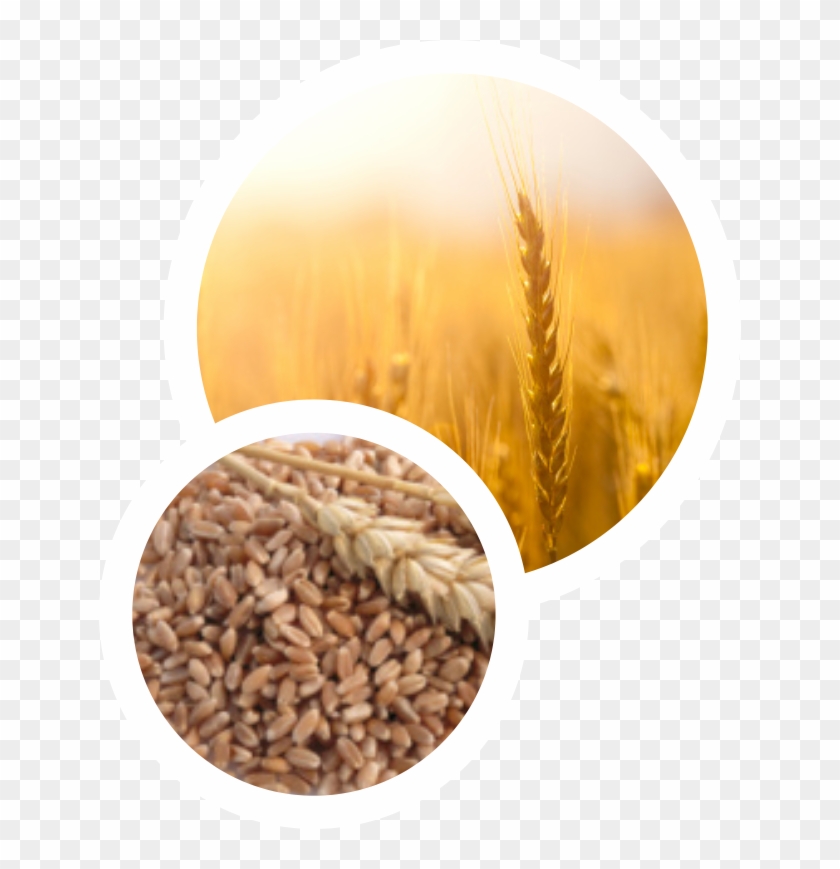 El Trigo Primaveral - Emmer Clipart