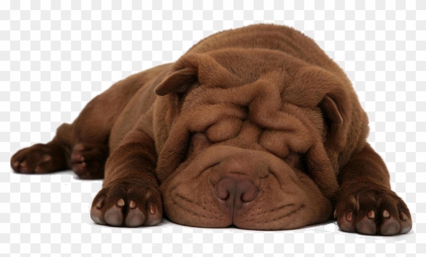 Descanso - Dog Hd White Background Clipart #4246797