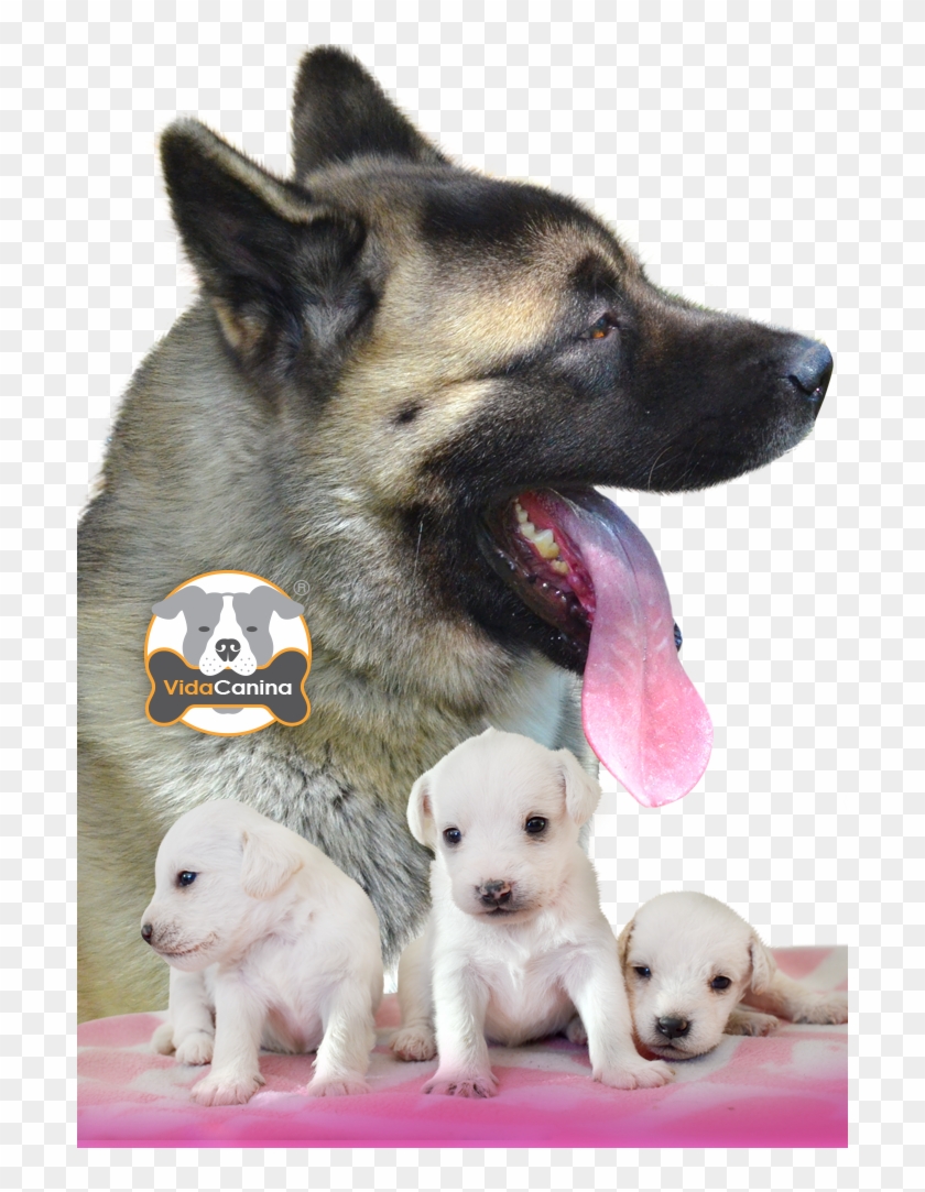 Perros Vida Canina - East-european Shepherd Clipart #4246980
