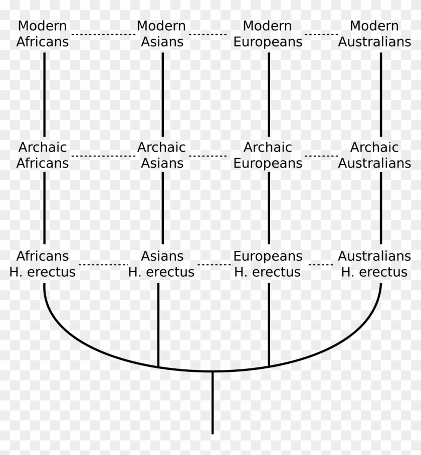 A Graph Detailing The Evolution To Modern Humans Using - Multiregional Evolution Model Clipart #4248049