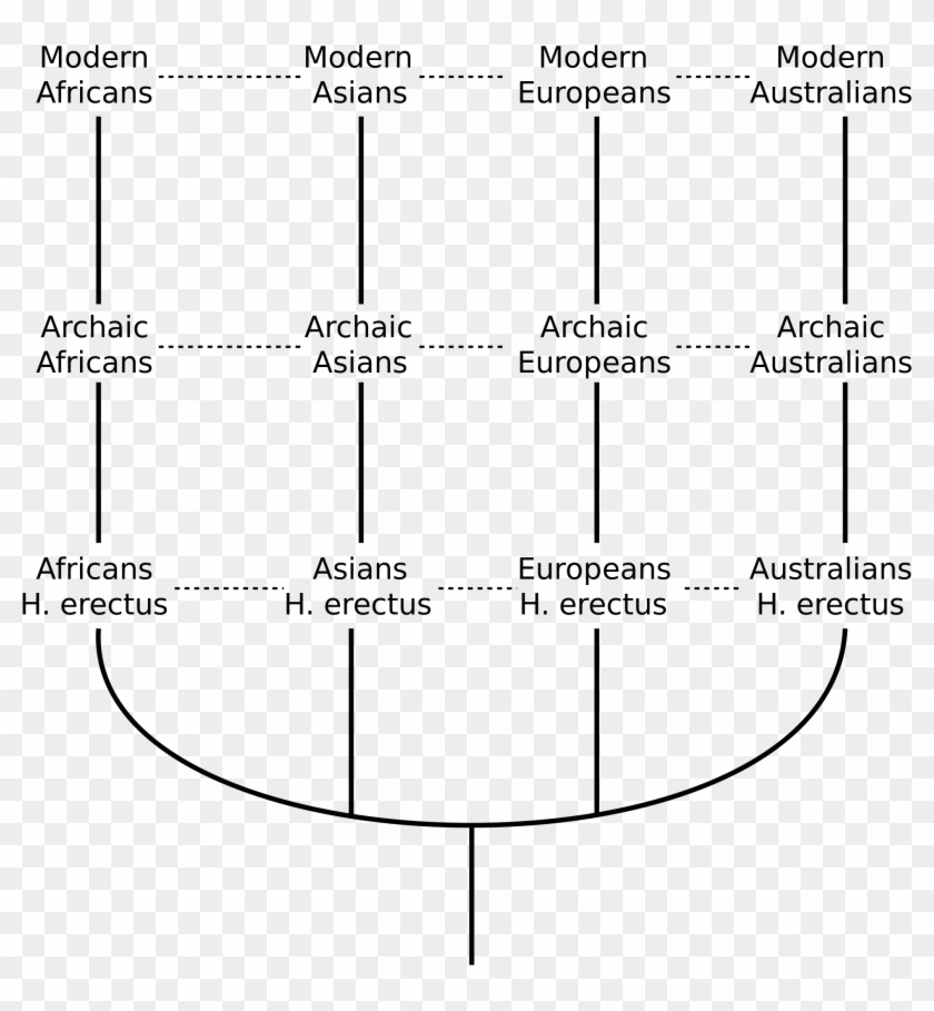 A Graph Detailing The Evolution To Modern Humans Using - Multiregional Evolution Model Clipart