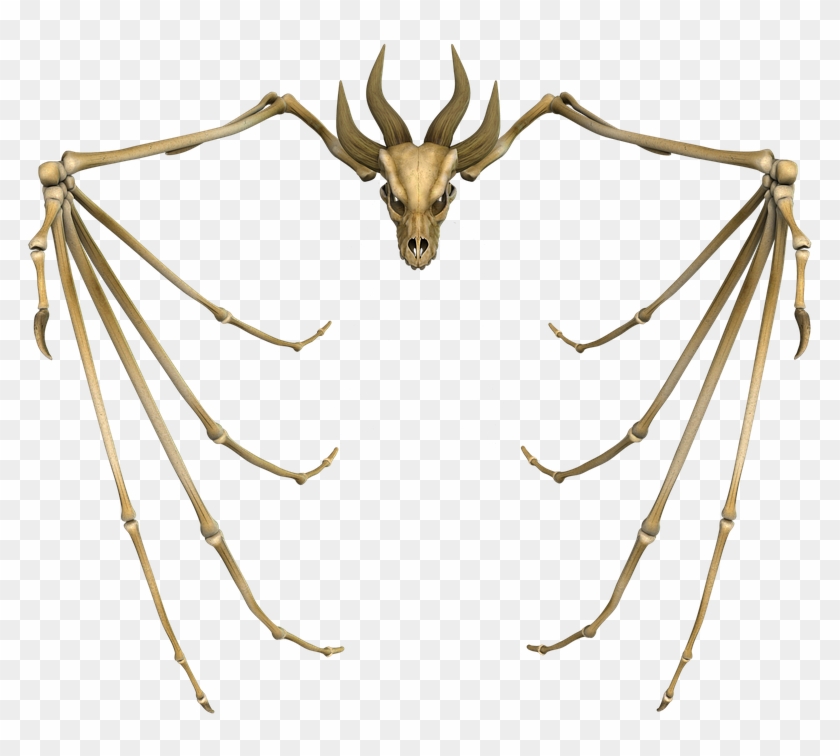 Dragon, Bone, Skull, Monster, Animal, Skeleton, Ancient - Dragon Skull Png Clipart