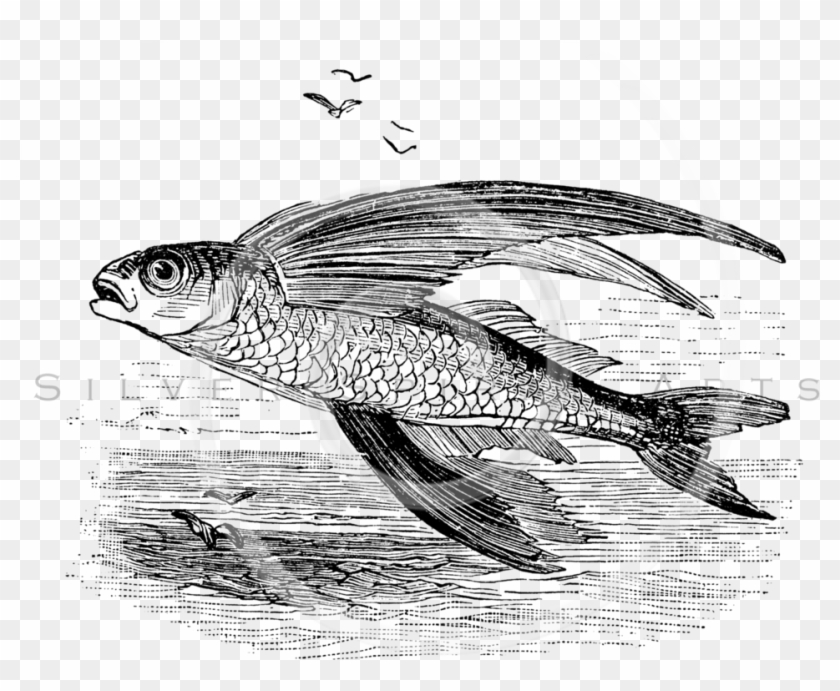 Flying Fish Png Clipart #4248836