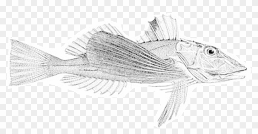 Png Library Download Eat Like A Fish Eating With The - Perch Clipart