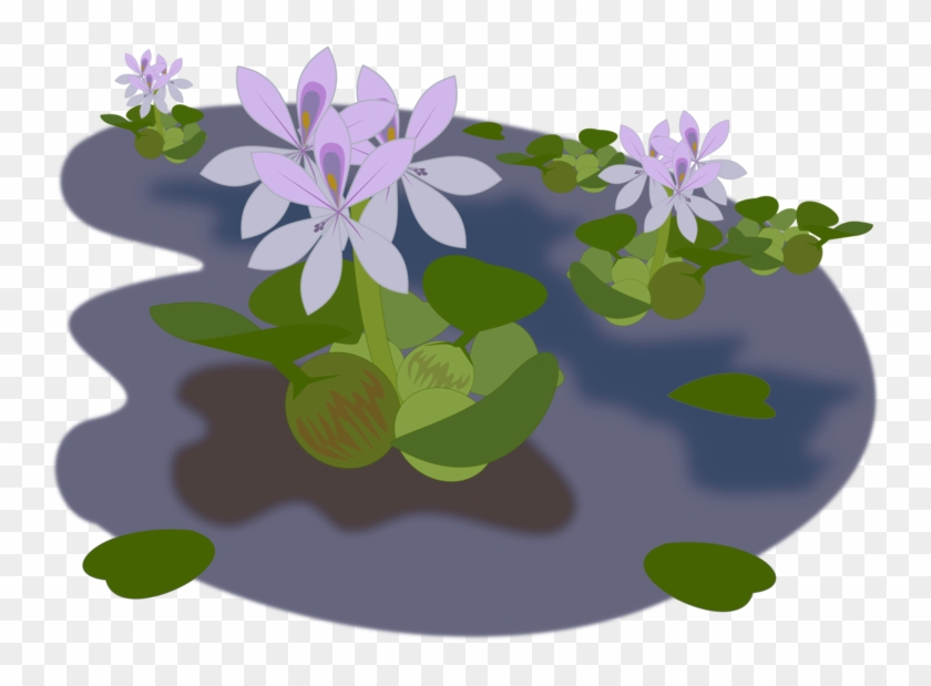Common Water Hyacinth Aquatic Plants Water Lilies Pond - Water Hyacinth Images Clipart - Png Download #4252910
