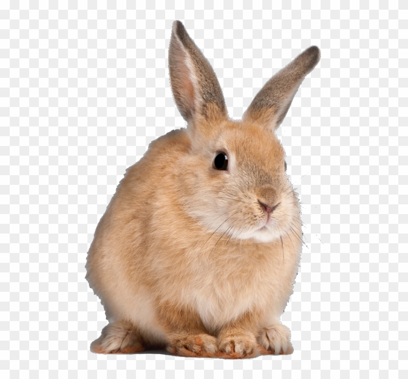 Bacongamejam 05 » Surreal Warp Nightmare « Bacongamejam - Long Do Rabbits Live Clipart