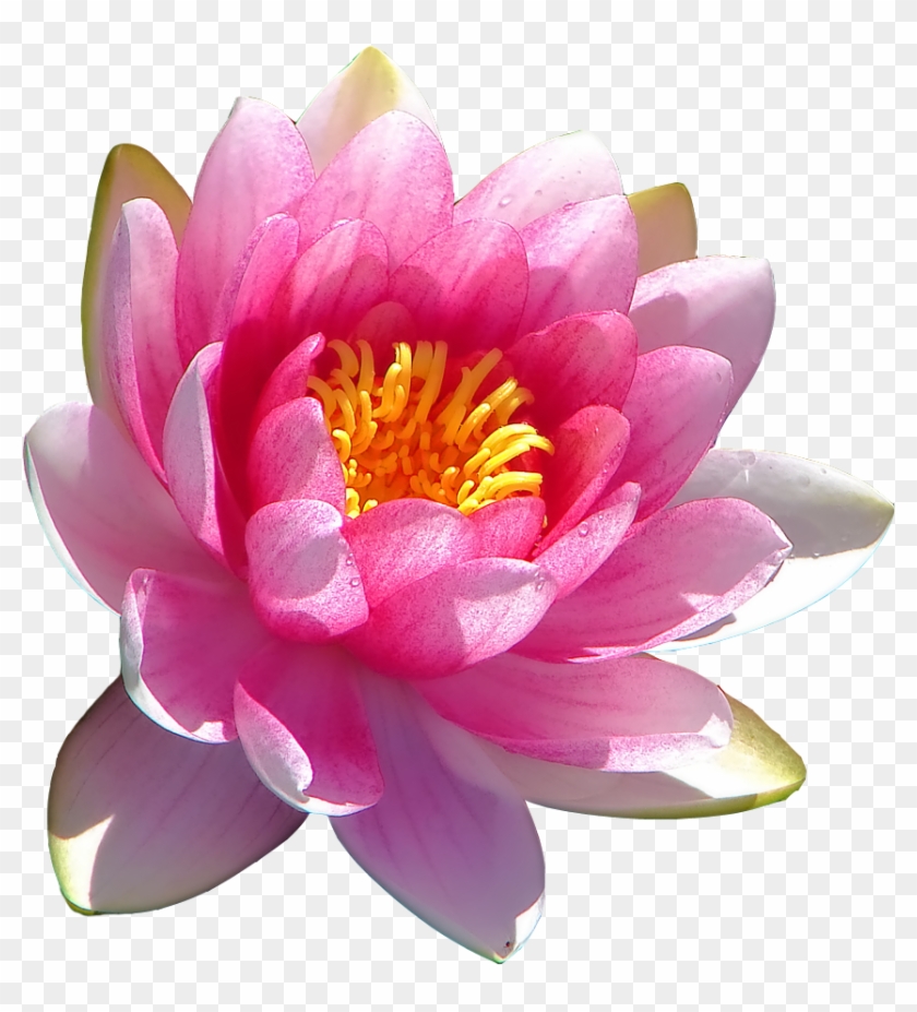 Water Lily Transparent Transparent Background - Scientific Name Of Lotus Flower Clipart #4253285