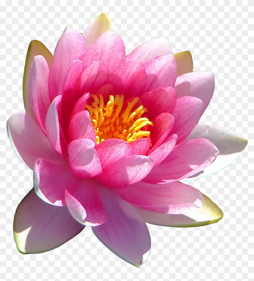 Water Lily Transparent Transparent Background - Scientific Name Of Lotus Flower Clipart