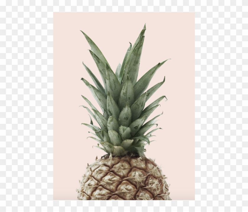 Pink Pineapple - Sunshine Paradise Pineapple Mango Clipart #4253286