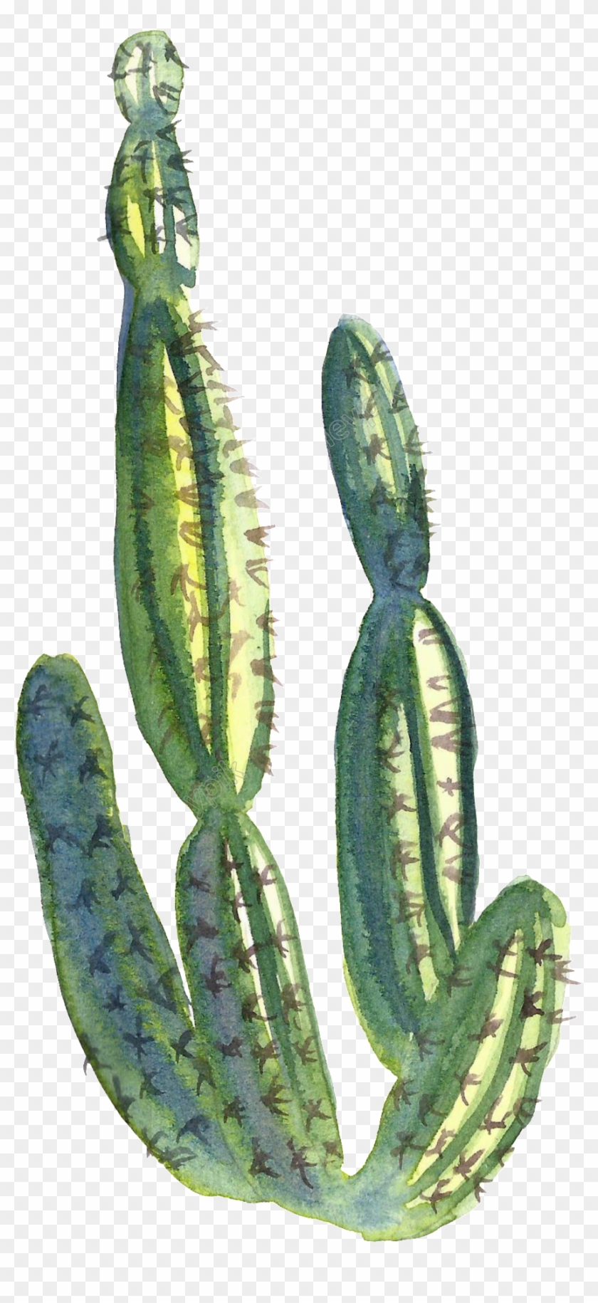 Collection Of Free Cactus Transparent Water Paint Download - Weberocereus Clipart #4253450