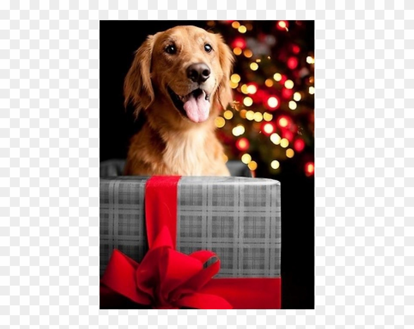 Κυον - Dog In Present Clipart #4254170
