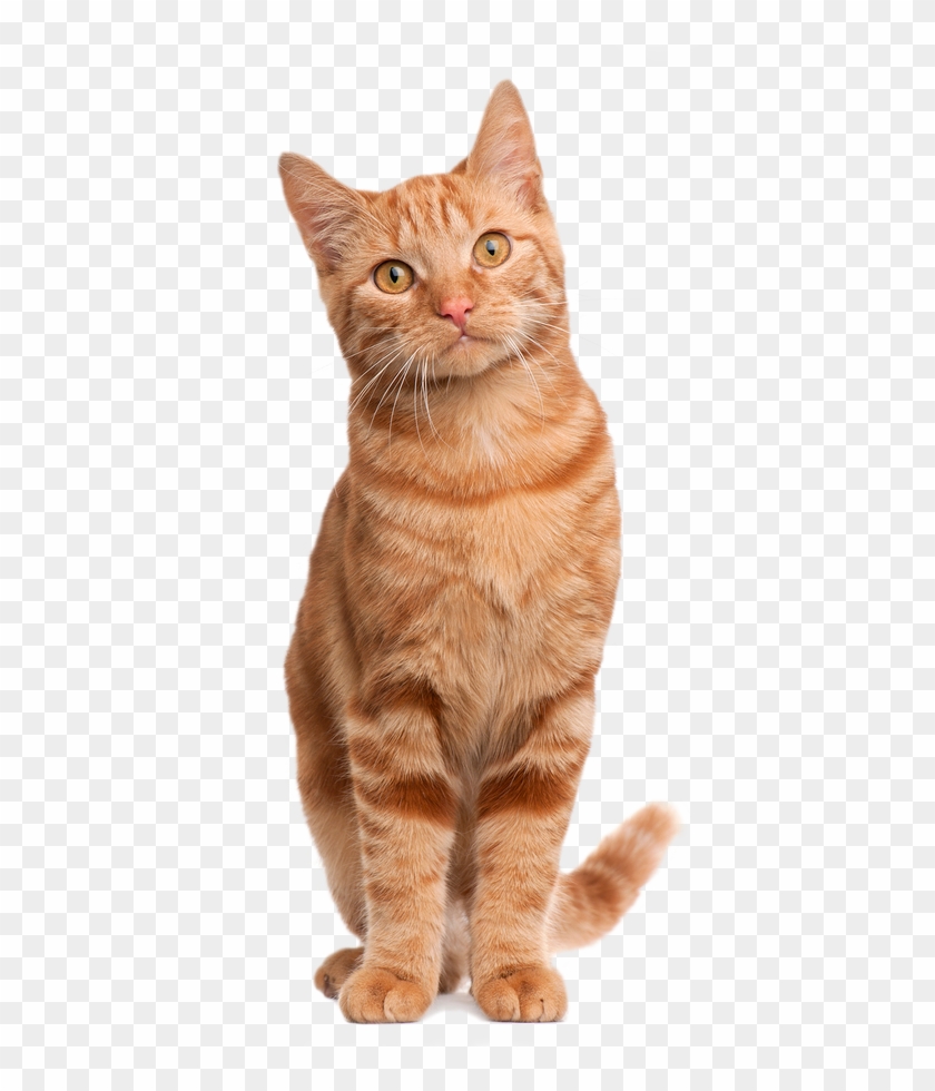 Animals That Can Walk And Run Clipart