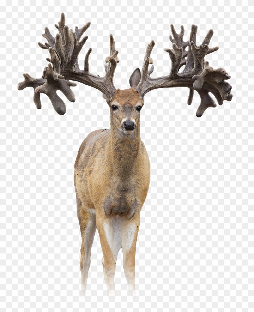 Antler Clipart