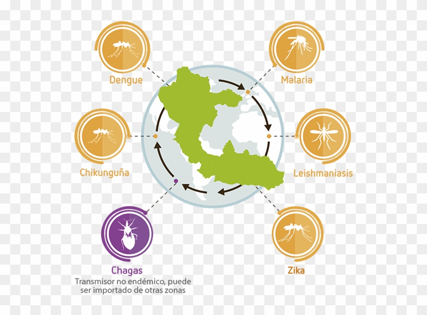 Porque La Transmisión Primaria De Estas Arbovirosis - Circle Clipart #4255894