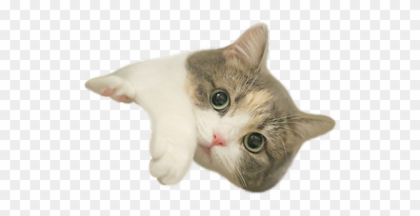 Cat Sticker - Domestic Short-haired Cat Clipart #4255897