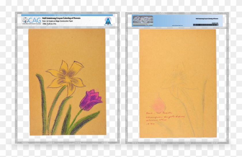 Early Life - Iris Clipart #4256650