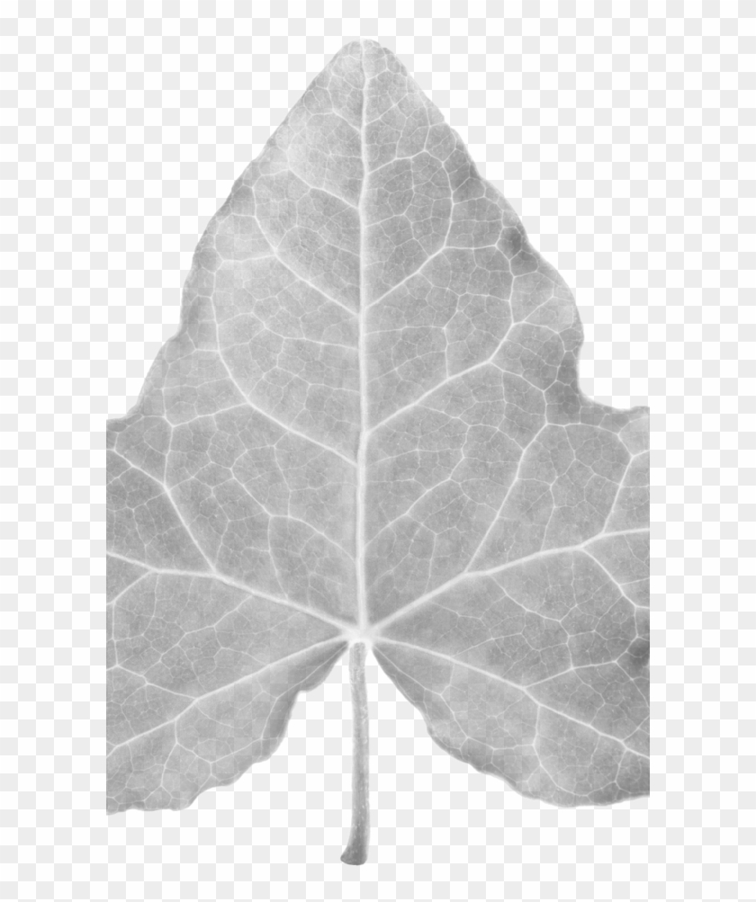 Welcome To Angiodroid Website - Bluszcz Liść Clipart