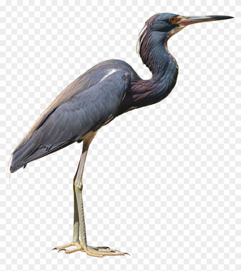 Download Heron Png Photo - Heron Png Clipart