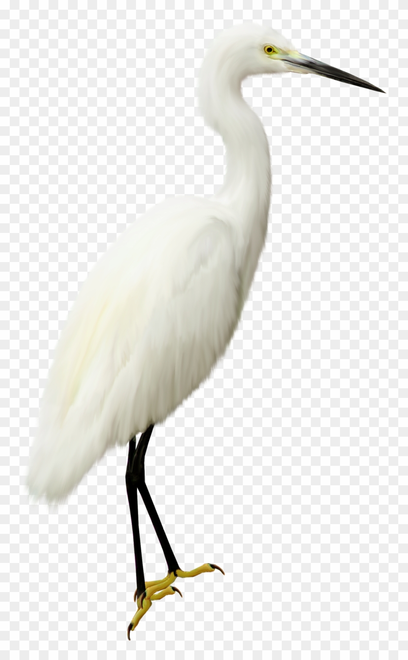 Download Heron Transparent Png - Heron Png Clipart #4260722