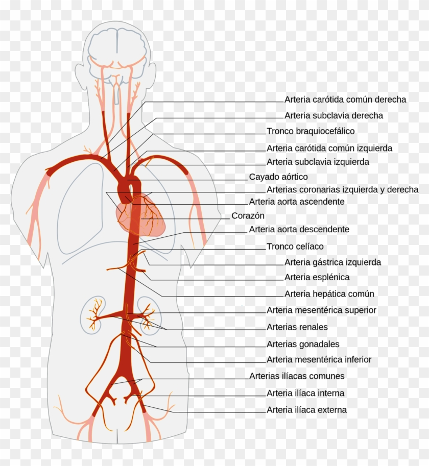 En Caso De Darse Un Corte En La Arteria Aorta, El Cálculo - Arterial System Clipart