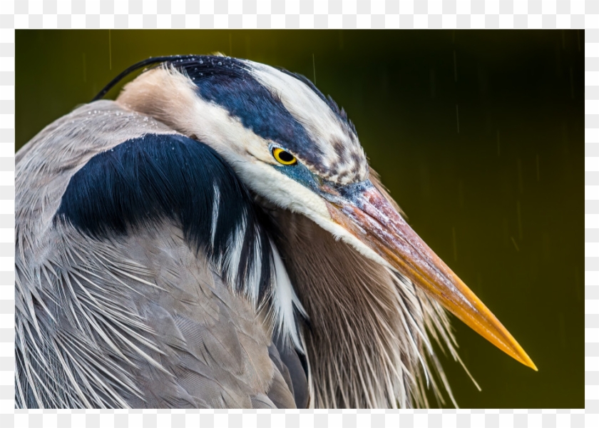 The Shop - Great Blue Heron Clipart #4260896