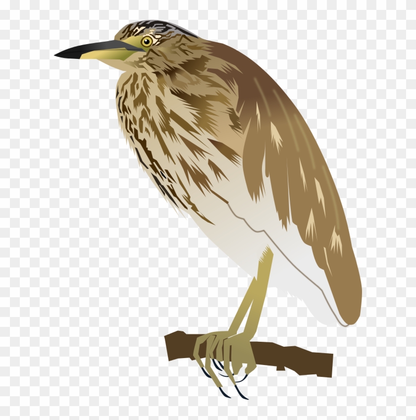Indian Pond Heron - Green Heron Clipart #4261787