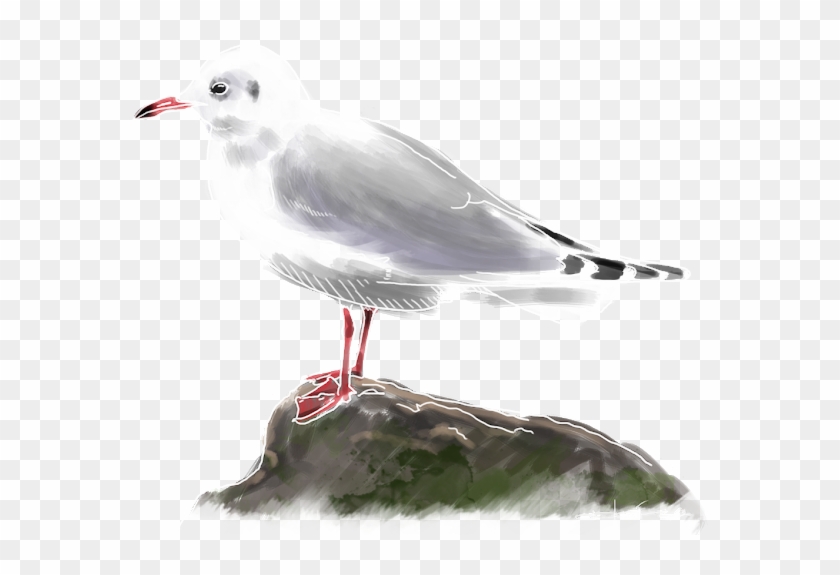 Gaviota Reidora - European Herring Gull Clipart #4262442