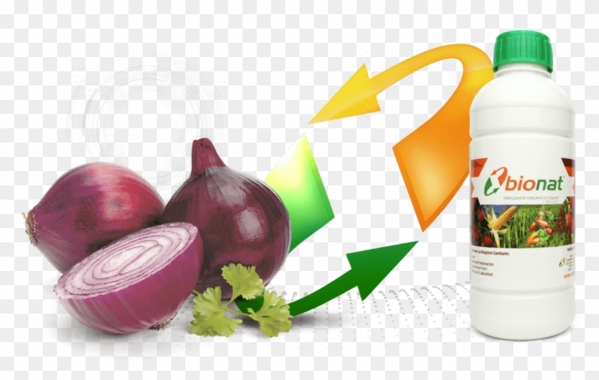 Cebolla - Red Onion Clipart #4263727