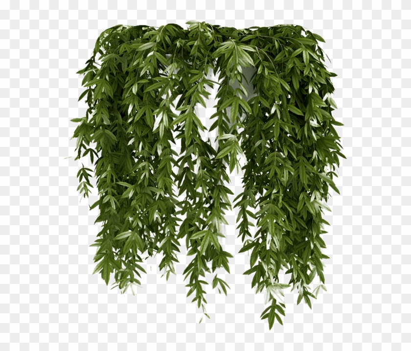 - Follaje,nature - Climbing Plant Clipart