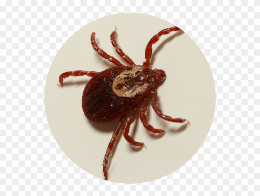 Ticks Vary In Color By Species - American Dog Tick Clipart