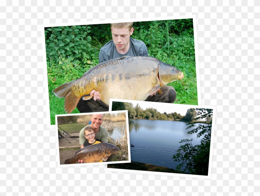 Of Premium Carp - Pacific Sturgeon Clipart #4263997