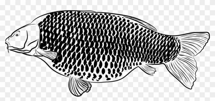 Nothobranchius Clipart #4264080