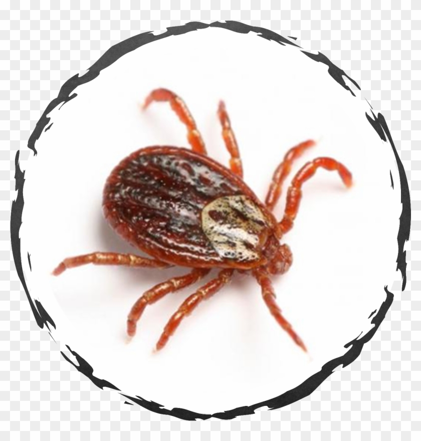 We Can Provide A Treatment Strategy To Kill Ticks On - Weevil Clipart #4264087