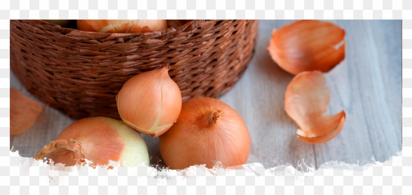 Cebolla-1024×438 - Onion Clipart