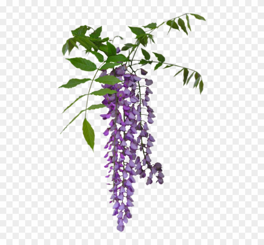 Tubes Fleurs - Wisteria Plant Png Clipart