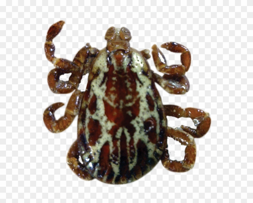 Deer Ticks In Ontario Clipart #4264139