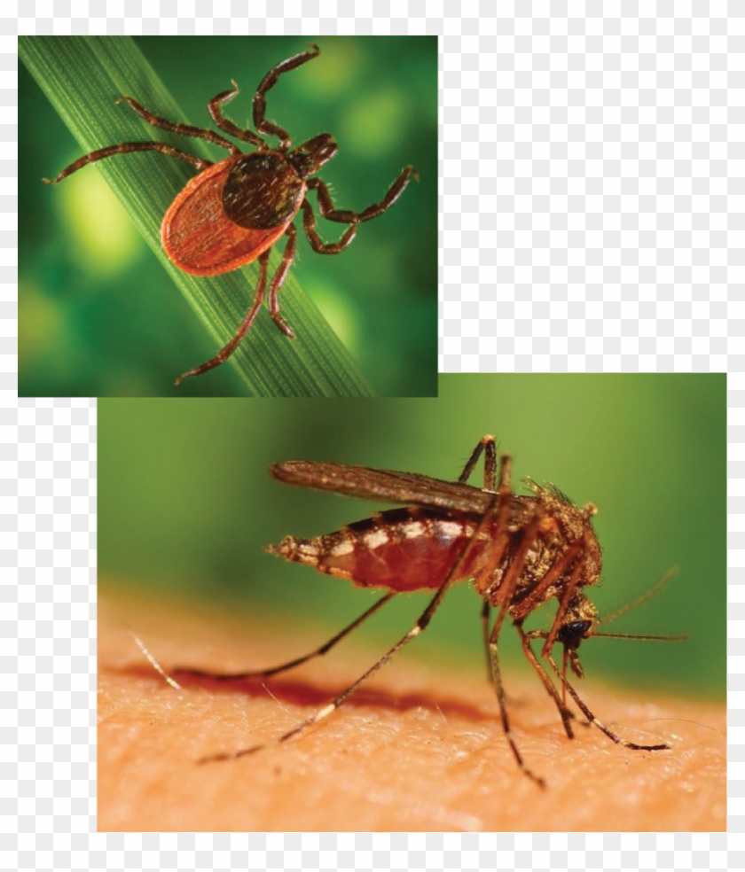 Pregnant Women Mosquito Clipart