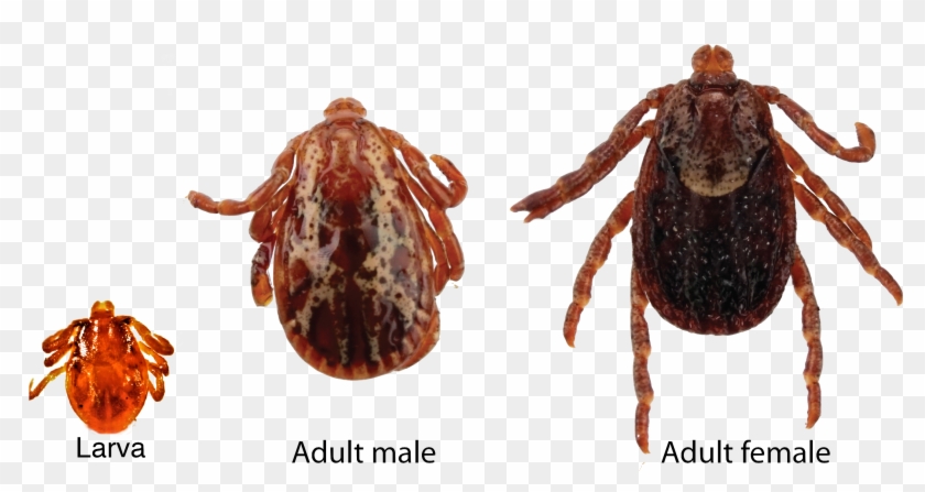 Tick Clipart #4264361