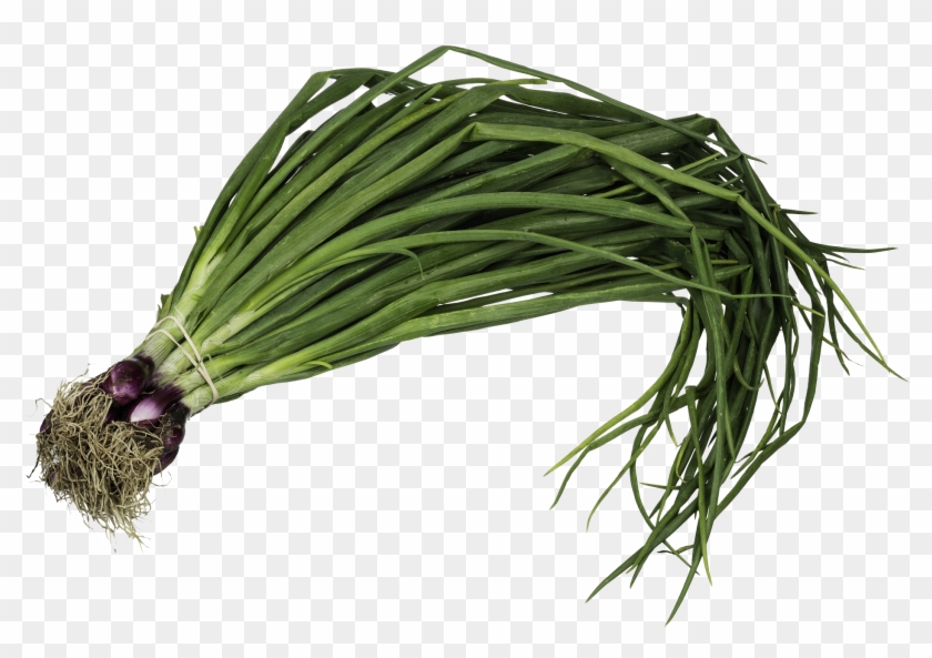 Planta De Cebolla De Verdeo , Png Download - Spring Onion Clipart #4265156