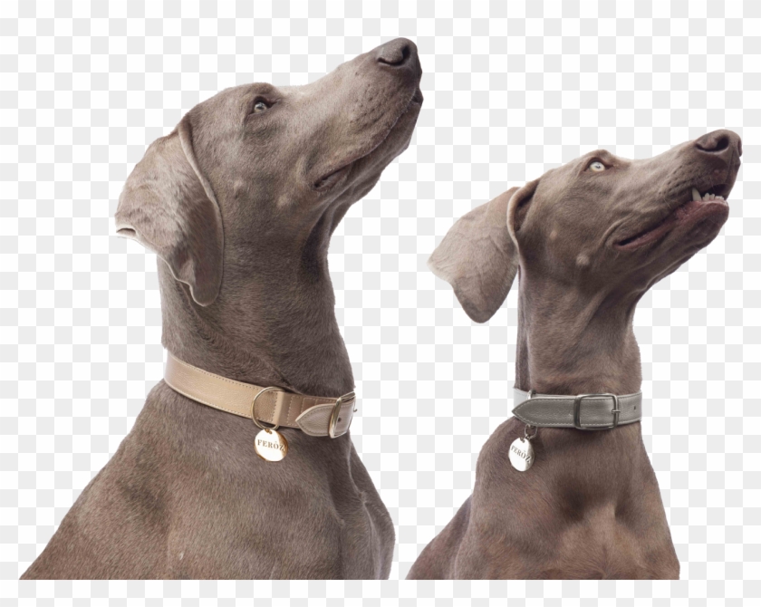 Leather Mania Line - Weimaraner Clipart