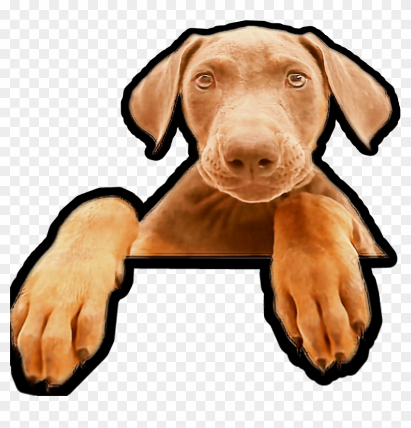 Perritos Sticker - Vizsla Clipart #4265845