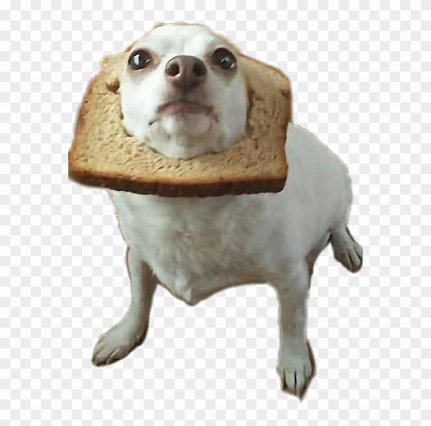 #dog #perritos #pan #bread #perros🐶 @bren7u7 - Awkward Dog Clipart #4266014