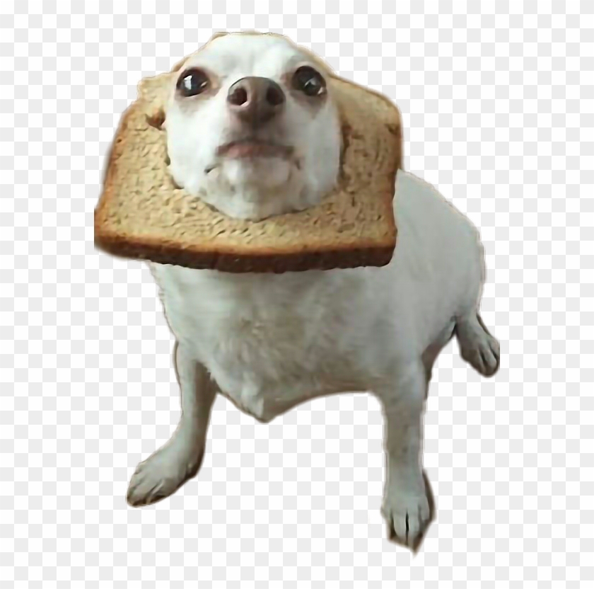 #dog #perritos #pan #bread #perros🐶 @bren7u7 - Awkward Dog Clipart #4266014