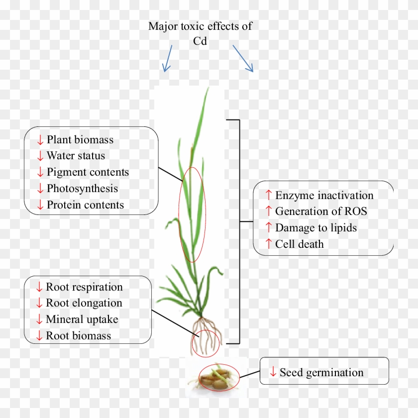 2 Major Toxic Effects Of Cd In Plants - Wheat Seed Germination Clipart