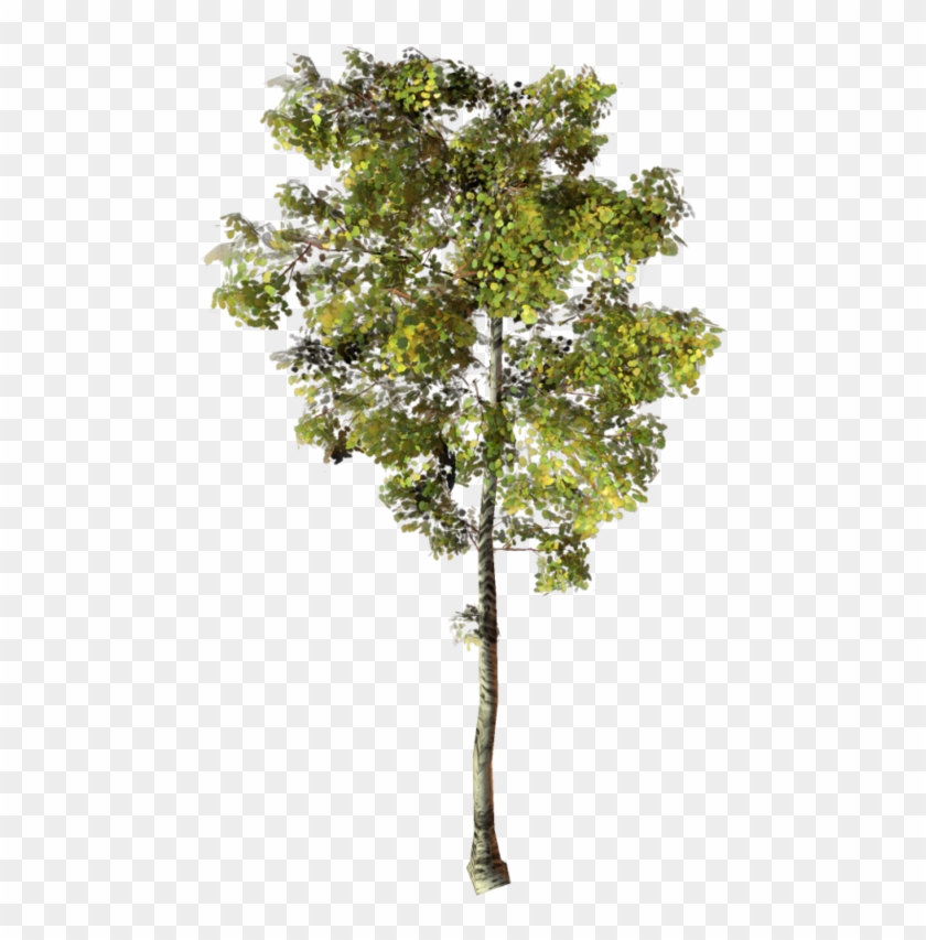 Arbre Png Clipart